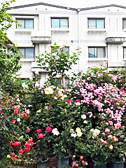 写真：ローズパレス嵐山